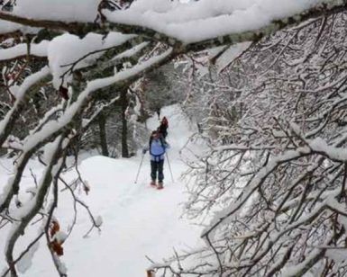 Dos personas disfrutan de "Raquetas de nieve y spa en Navacerrada (Madrid)" en una pista forestal nevada, con ramas cargadas de nieve creando un tranquilo dosel en lo alto. - ForTwo - Planes para parejas
