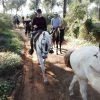 Un grupo de personas disfruta de un tranquilo "Paseo a caballo en pareja por el entorno de Doñana (Sevilla)" a través de senderos de frondosos bosques, rodeados de vibrante vegetación y imponentes árboles. - ForTwo - Planes para parejas