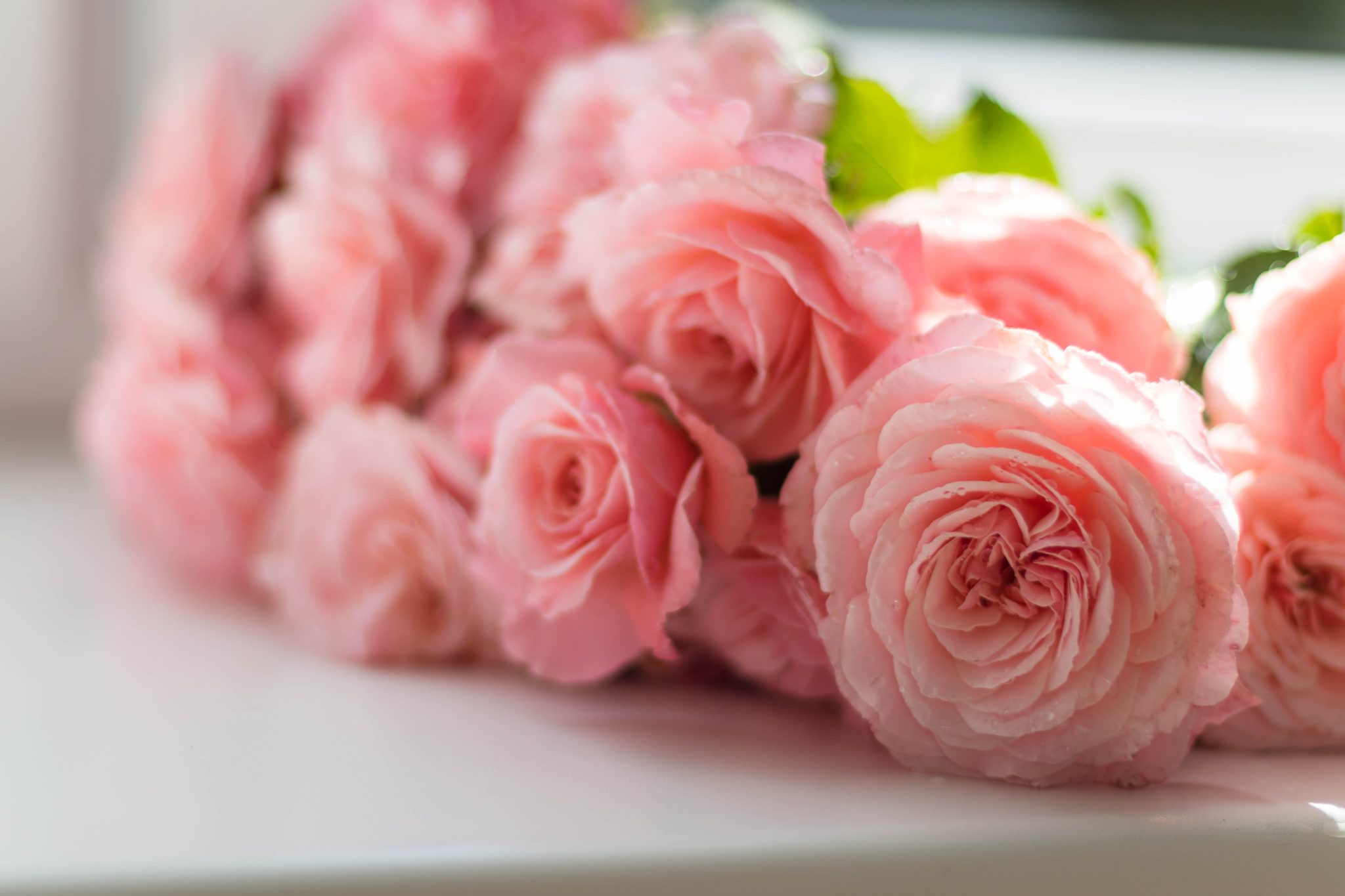 mejores floristerías oviedo|tulipanes-lilas-florbox