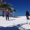 Cuatro personas disfrutan de un día soleado de raquetas de nieve con "Raquetas de nieve en la Sierra de Guadarrama" entre majestuosos árboles y un cielo azul claro. - ForTwo - Planes para parejas