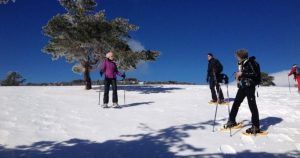 Cuatro personas disfrutan de un día soleado de raquetas de nieve con "Raquetas de nieve en la Sierra de Guadarrama" entre majestuosos árboles y un cielo azul claro. - ForTwo - Planes para parejas