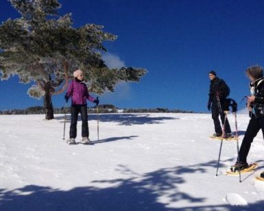 Cuatro personas disfrutan de un día soleado de raquetas de nieve con "Raquetas de nieve en la Sierra de Guadarrama" entre majestuosos árboles y un cielo azul claro. - ForTwo - Planes para parejas