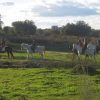 Cuatro personas disfrutan de una "Ruta a caballo por la dehesa extremeña (Cáceres)", montando a caballo por campos de hierba con árboles dispersos bajo un cielo parcialmente nublado, mostrando la serena belleza de Cáceres. - ForTwo - Planes para parejas