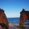 Dos caballos con bridas se encuentran en una orilla rocosa, uno frente al otro, con el mar azul de Alicante como fondo y un cielo azul despejado. (Ruta a caballo frente al mar, Alicante). - ForTwo - Planes para parejas