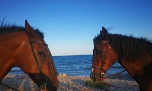 Dos caballos con bridas se encuentran en una orilla rocosa, uno frente al otro, con el mar azul de Alicante como fondo y un cielo azul despejado. (Ruta a caballo frente al mar, Alicante). - ForTwo - Planes para parejas