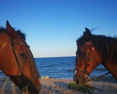 Dos caballos con bridas se encuentran en una orilla rocosa, uno frente al otro, con el mar azul de Alicante como fondo y un cielo azul despejado. (Ruta a caballo frente al mar, Alicante). - ForTwo - Planes para parejas