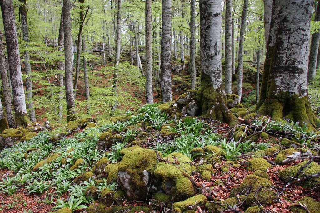 selva-de-Irati|selva-de-irati-orbaizeta|selva-de-irati-ochagavia|selva-de-irati-rutas