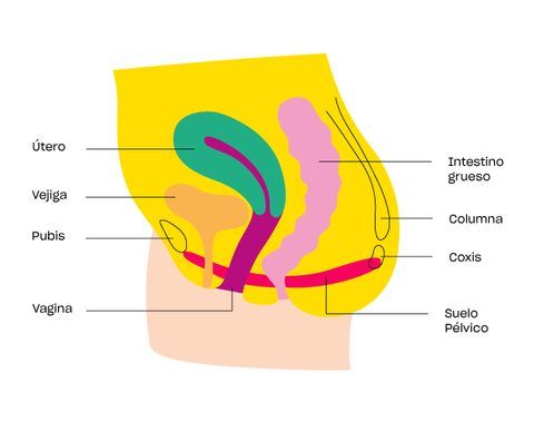 suelo pélvico esquema