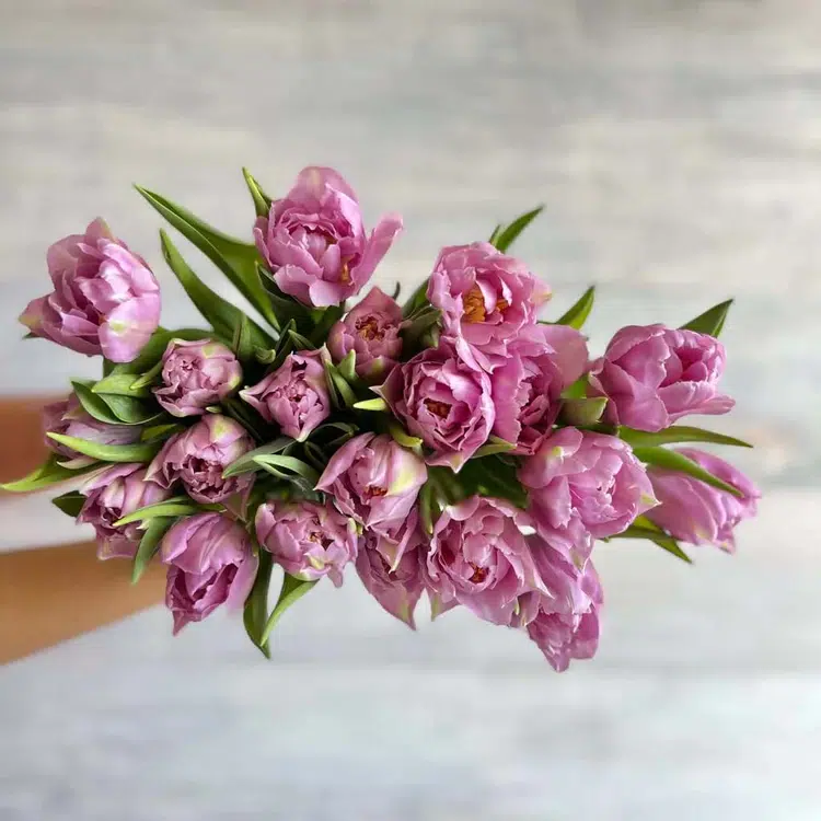 tulipanes-lilas-florbox