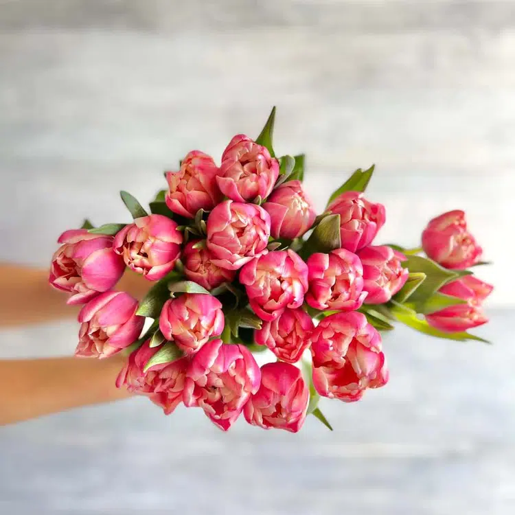 tulipanes-rosas-florbox