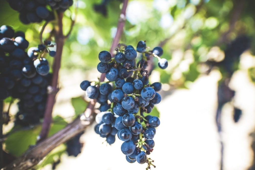 uvas en el árbol|bodegas tritium interior|exterior bodegas del marqués de vargas|interior bodegas berceo|exterior bodegas luis cañas|entrada bodegas marqués de murrieta|bodegas david moreno fachada|interior martínez lacuesta|bodegas campo viejo edificio|fachada bodegas valdelana|fachada bodegas gómez cruzado|