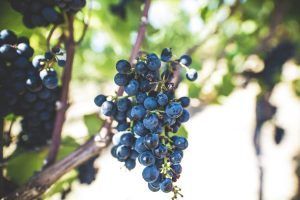 uvas en el árbol|bodegas tritium interior|exterior bodegas del marqués de vargas|interior bodegas berceo|exterior bodegas luis cañas|entrada bodegas marqués de murrieta|bodegas david moreno fachada|interior martínez lacuesta|bodegas campo viejo edificio|fachada bodegas valdelana|fachada bodegas gómez cruzado|