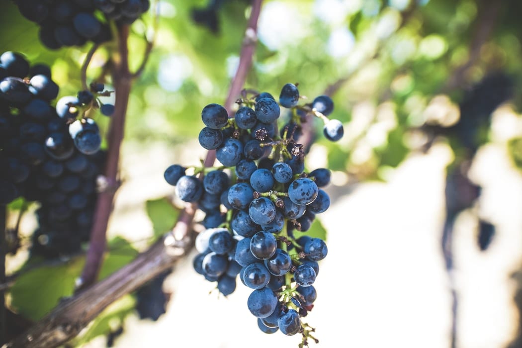 uvas en el árbol|bodegas tritium interior|exterior bodegas del marqués de vargas|interior bodegas berceo|exterior bodegas luis cañas|entrada bodegas marqués de murrieta|bodegas david moreno fachada|interior martínez lacuesta|bodegas campo viejo edificio|fachada bodegas valdelana|fachada bodegas gómez cruzado|