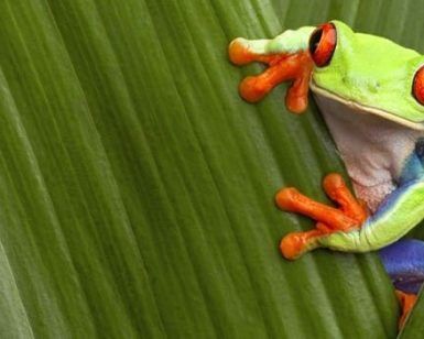 Una vibrante rana arbórea de ojos rojos se asoma entre las hojas verdes, ofreciendo una visión de los exuberantes paisajes en un Viaje por Costa Rica en pareja. - ForTwo - Planes para parejas