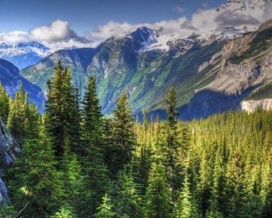 Un exuberante bosque verde con imponentes pinos y las Montañas Rocosas cubiertas de nieve se despliega bajo un cielo azul claro, un escenario perfecto para una experiencia inolvidable de "Viaje a las Montañas Rocosas de Canadá". - ForTwo - Planes para parejas