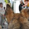 Para un perro, el soleado callejón está lleno de gente y otros perros, como un animado recorrido de "Visita guiada por el Albaicín con tu perro (Granada)". - ForTwo - Planes para parejas