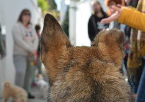 Para un perro, el soleado callejón está lleno de gente y otros perros, como un animado recorrido de "Visita guiada por el Albaicín con tu perro (Granada)". - ForTwo - Planes para parejas