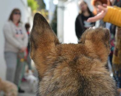 Para un perro, el soleado callejón está lleno de gente y otros perros, como un animado recorrido de "Visita guiada por el Albaicín con tu perro (Granada)". - ForTwo - Planes para parejas