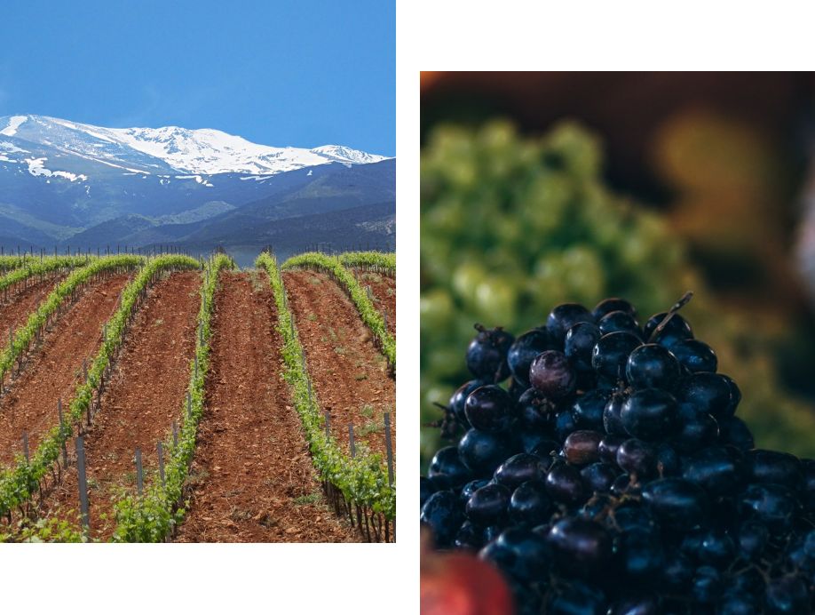 La Ruta de senderismo y cata de vinos de Bodegas Muñana ofrece un viñedo pintoresco con impresionantes vistas a la montaña y uvas maduras, perfecto para practicar senderismo seguido de una exquisita experiencia de cata de vinos. - ForTwo - Planes para parejas