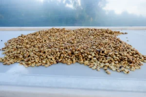 Granos secos esparcidos bajo un cielo despejado evocan la precisión del Taller de Cata de Café en Familia Osorio: ¡Conviértete en un Experto del Café!. - ForTwo - Planes para parejas