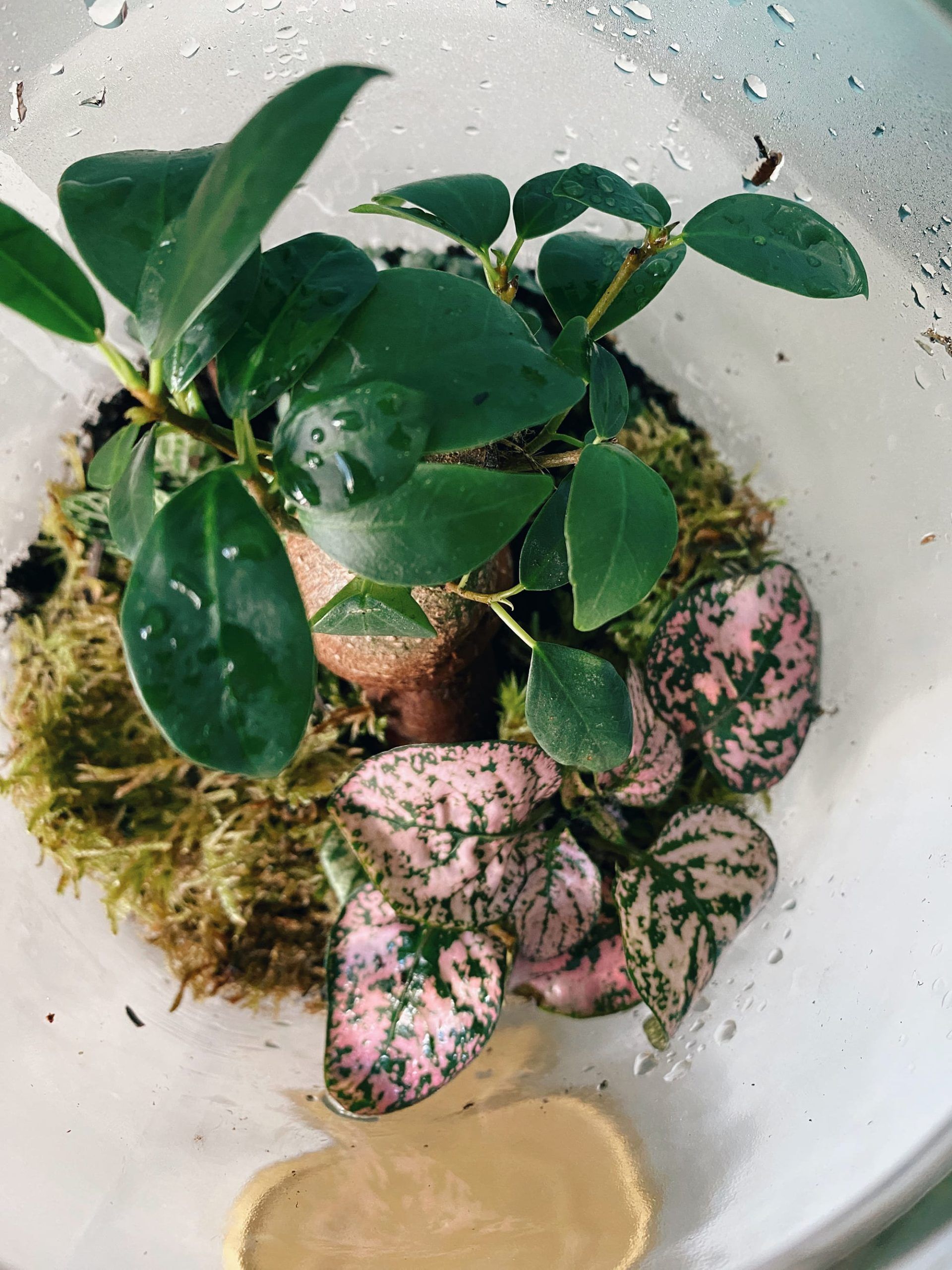 Un primer plano de un Jardín Eterno con hojas verdes y rosadas en un recipiente de vidrio, rodeado de exuberante musgo, creando un encantador terrario autosostenible del Taller de Jardín Eterno en Granada: crea tu propio terrario autosostenible. - ForTwo - Planes para parejas