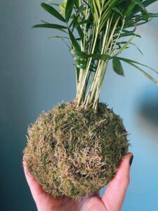 Una mano que sostiene una planta de kokedama con follaje verde vibrante se encuentra sobre un fondo azul claro sereno, haciendo eco de la sensación del Taller de Kokedama al aire libre en Granada. - ForTwo - Planes para parejas