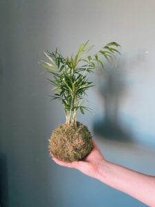 Una mano del Taller de Kokedama al aire libre en Granada sostiene suavemente un pequeño kokedama con hojas verdes vibrantes sobre un fondo gris liso, capturando bellamente el arte y la esencia de esta artesanía inspirada en Granada. - ForTwo - Planes para parejas