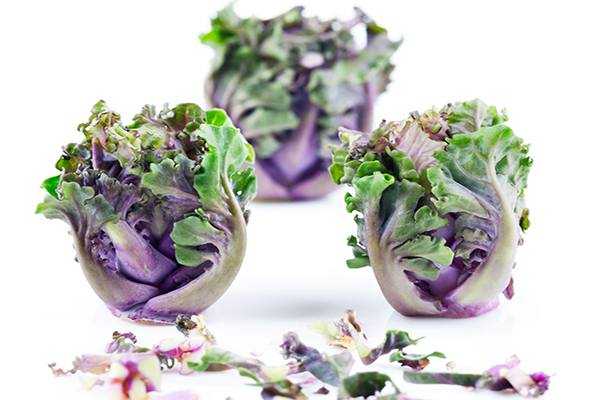 Primer plano de tres coles de Bruselas con hojas moradas y verdes sobre fondo blanco, ideal para quien quiera cocinar un plato que capture el encanto culinario de "Diviértete Cocinando en Madrid A Punto. - ForTwo - Planes para parejas