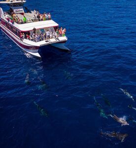 Un barco con gente disfrutando del Avistamiento de Delfines y Ballenas en Tenerife, observando a los delfines deslizarse por las profundas aguas azules del océano. - ForTwo - Planes para parejas