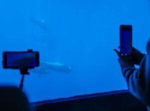 Los visitantes de Tenerife capturan fotografías impresionantes durante el Avistamiento de Delfines y Ballenas, observando a estas magníficas criaturas nadando con gracia bajo una fascinante iluminación azul. - ForTwo - Planes para parejas