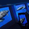 Durante el Avistamiento de Delfines y Ballenas en Tenerife, la gente observa y fotografía a los delfines nadando graciosamente bajo el agua a través de grandes ventanales en un barco. - ForTwo - Planes para parejas