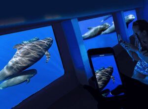 Durante el Avistamiento de Delfines y Ballenas en Tenerife, la gente observa y fotografía a los delfines nadando graciosamente bajo el agua a través de grandes ventanales en un barco. - ForTwo - Planes para parejas