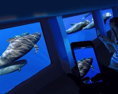 Durante el Avistamiento de Delfines y Ballenas en Tenerife, la gente observa y fotografía a los delfines nadando graciosamente bajo el agua a través de grandes ventanales en un barco. - ForTwo - Planes para parejas