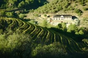 Una vista aérea revela un viñedo en la ladera del Priorat, con vides ordenadas y una majestuosa casa entre los árboles. Un escenario perfecto para "Catas y Visitas en el Corazón del Priorat", este idílico refugio ofrece una serena escapada. - ForTwo - Planes para parejas
