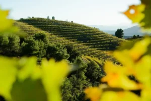Catas y Visitas en el Corazón del Priorat te invita a un viñedo en terrazas en una ladera soleada, rodeado de árboles y hojas difuminadas en primer plano, perfecto para los amantes del vino. - ForTwo - Planes para parejas