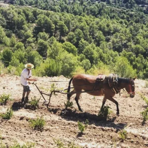 En el corazón del Priorat, en el marco de "Catas y Visitas en el Corazón del Priorat", un agricultor guía un arado tirado por caballos a través de una ladera, enmarcada por frondosos árboles verdes en esta escena atemporal. - ForTwo - Planes para parejas