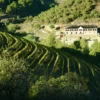 Las hileras de viñedos se extienden por las laderas de las colinas en el pintoresco Priorat, con una gran casa enclavada entre árboles bajo un cielo despejado, que invita a los huéspedes a realizar Catas y Visitas en el Corazón del Priorat. - ForTwo - Planes para parejas