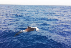 Una ballena nada elegantemente en el océano frente a Costa Adeje, parcialmente sumergida bajo las olas y un horizonte despejado, una vista impresionante que a menudo se disfruta en el Crucero de 3 Horas en Costa Adeje, donde las maravillas marinas y la belleza escénica se fusionan. - ForTwo - Planes para parejas