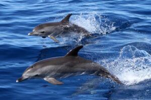 En el sereno océano azul cerca de las encantadoras Canarias, dos delfines saltan con gracia del agua, añadiendo un toque mágico a cada Avistamiento de ballenas en Canarias. - ForTwo - Planes para parejas
