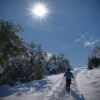 Alguien que utiliza las "Raquetas de Nieve en Huesca para Principiantes: Ruta Circular en Somport" recorre un sendero nevado, disfrutando del sol brillante entre árboles cubiertos de nieve en el impresionante paisaje de Somport. - ForTwo - Planes para parejas