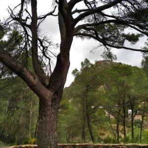 Un árbol alto con ramas desnudas se encuentra en una zona boscosa, con vistas a una colina montañosa bajo un cielo nublado, capturando la esencia de "Rutas de senderismo en Valencia: Naturaleza a tu ritmo" y la serena belleza de Valencia. - ForTwo - Planes para parejas