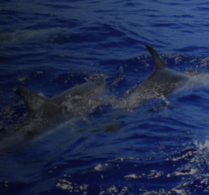 Los delfines se deslizan con gracia por las profundas aguas azules de Tenerife, creando un espectáculo fascinante para quienes experimentan la aventura "Safari en Kayak y Snorkel en Tenerife" en las cercanías. - ForTwo - Planes para parejas