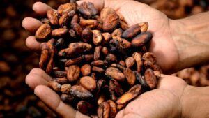 Una mano sostiene un montón de granos de cacao secos similares a los que se utilizan en el Taller de Cata y Elaboración de Chocolates Gourmet en Barcelona, con un fondo borroso. - ForTwo - Planes para parejas