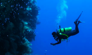 Un buceador se maravilla con la belleza submarina de los vibrantes arrecifes de Tenerife con pequeños peces bailando alrededor durante una experiencia exclusiva de Iniciación Privada al Buceo en Tenerife. - ForTwo - Planes para parejas