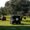 Dos vehículos "Tour en 4x4 por los Llanos de Olivenza" estacionados en un campo de hierba con vacas pastando bajo árboles distantes, capturando la serena belleza de los Llanos de Olivenza. - ForTwo - Planes para parejas