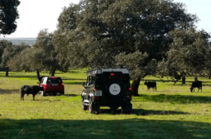 Dos vehículos "Tour en 4x4 por los Llanos de Olivenza" estacionados en un campo de hierba con vacas pastando bajo árboles distantes, capturando la serena belleza de los Llanos de Olivenza. - ForTwo - Planes para parejas