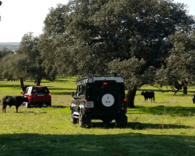Dos vehículos "Tour en 4x4 por los Llanos de Olivenza" estacionados en un campo de hierba con vacas pastando bajo árboles distantes, capturando la serena belleza de los Llanos de Olivenza. - ForTwo - Planes para parejas