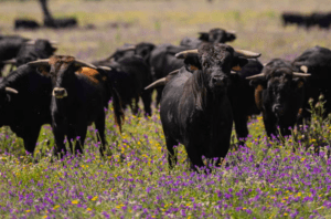 Vive la emoción del "Tour en 4x4 por los Llanos de Olivenza", donde verás una majestuosa manada de toros negros entre campos repletos de flores silvestres moradas y amarillas. - ForTwo - Planes para parejas