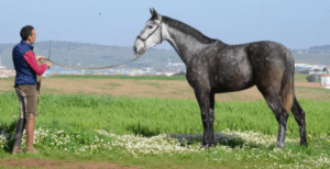 Una persona sostiene las riendas de un gran caballo gris en un campo verde salpicado de flores blancas, disfrutando de un tranquilo paseo con Paseo a Caballo cerca de Badajoz a través de los pintorescos paisajes. - ForTwo - Planes para parejas