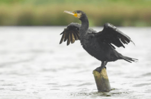Un cormorán seca sus alas en un poste de madera en el agua, creando una tranquila escena de observación de aves durante un Avistamiento de Aves en Badajoz. - ForTwo - Planes para parejas